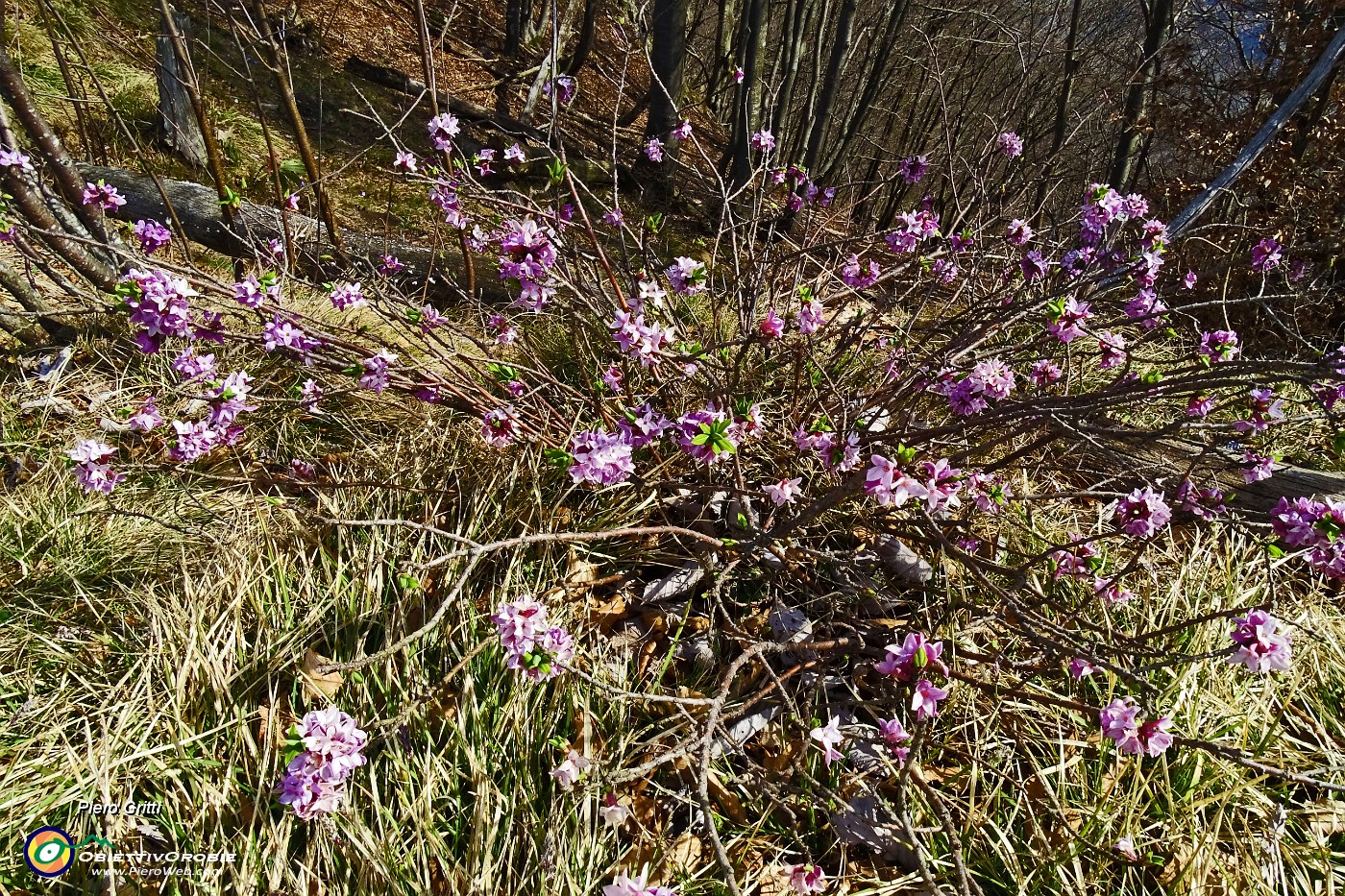 36 Fiori di stecco (Daphne cneorum).JPG -                                